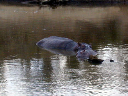 14_101002 more hippos in mari river
